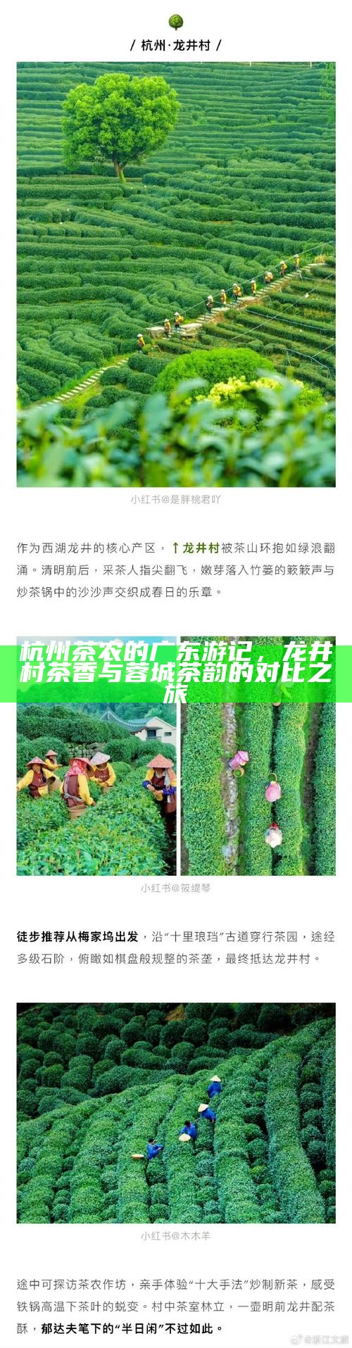 杭州茶农的广东游记，龙井村茶香与蓉城茶韵的对比之旅